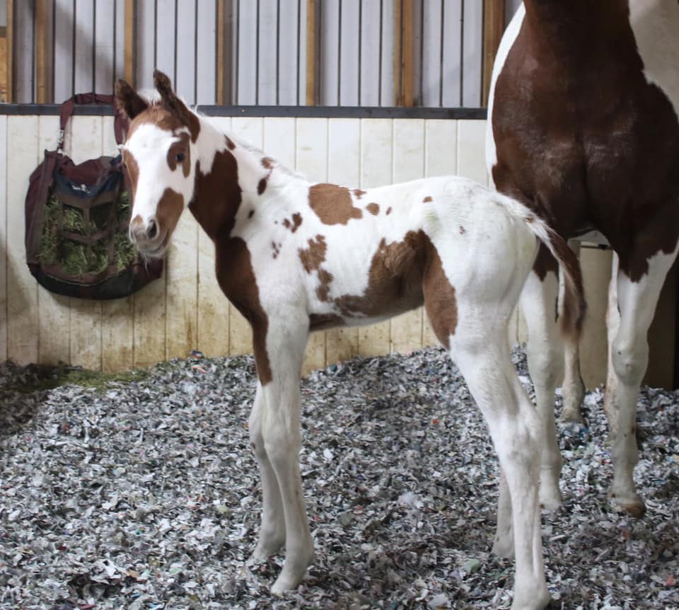 Foals Unique markings beautiful